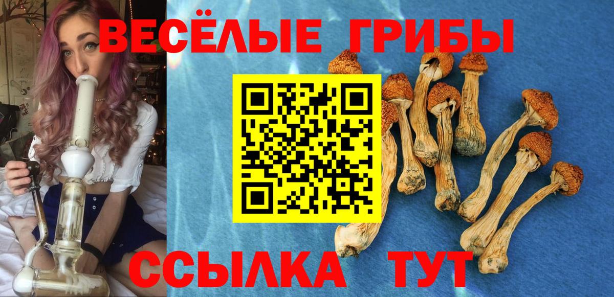 Псилоцибиновые грибы GOLDEN TEACHER  магазин продажи наркотиков  Волжский  Вход с VPN 
